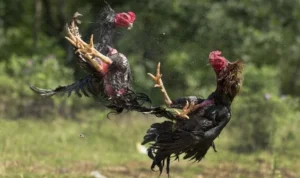 Đá Gà GA28 Tại SB365