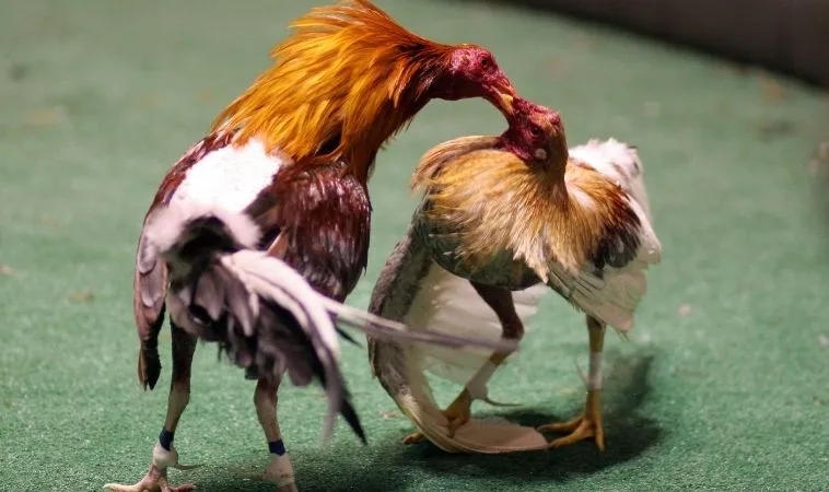 Đá Gà WS168 Tại SB365