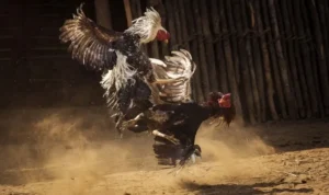 Đá Gà Sabong SB365