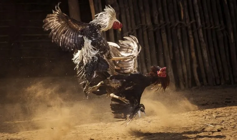 Đá Gà Sabong SB365